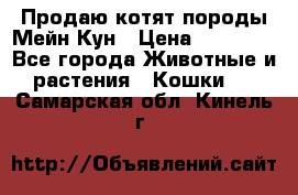 Продаю котят породы Мейн Кун › Цена ­ 12 000 - Все города Животные и растения » Кошки   . Самарская обл.,Кинель г.